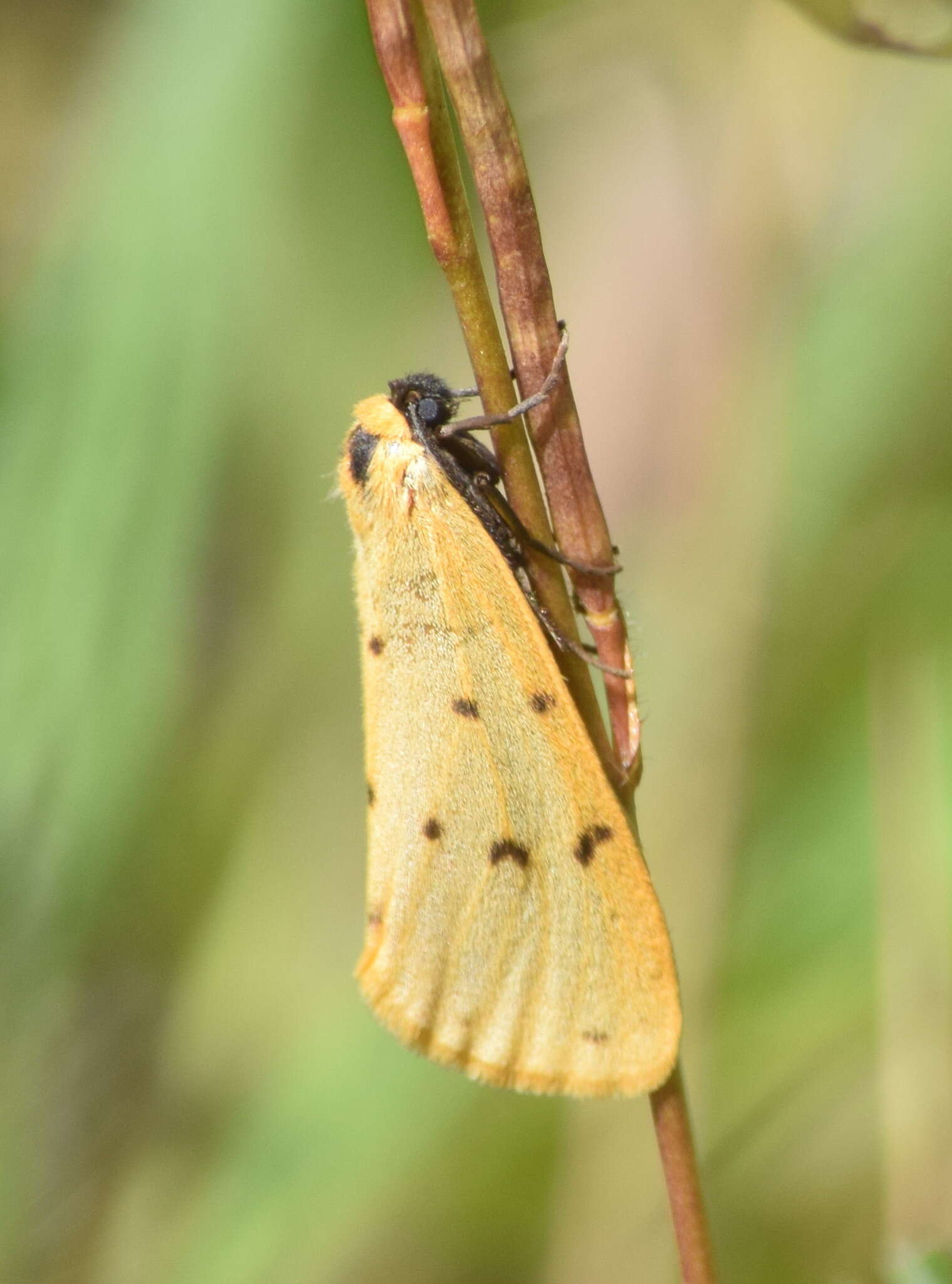 Imagem de Setina irrorella Linnaeus 1758