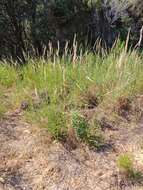 Image of Arundo plinii Turra