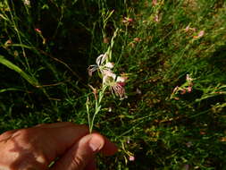 Imagem de Oenothera hispida (Benth.) W. L. Wagner, Hoch & Zarucchi