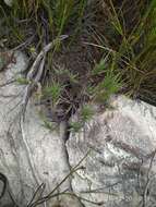 Image de Ehrharta rupestris subsp. rupestris