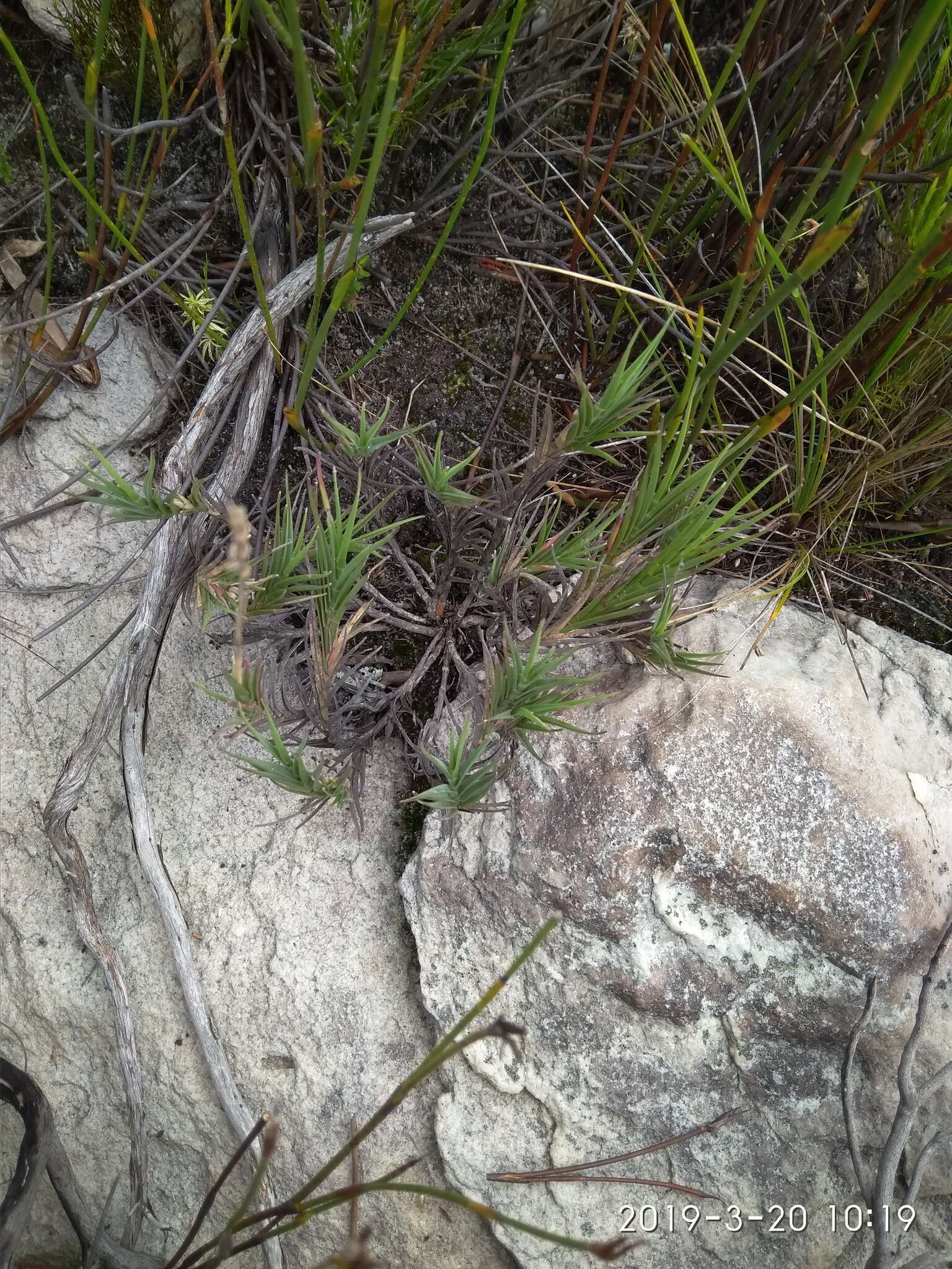 Image of Ehrharta rupestris subsp. rupestris