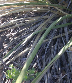 Image of foothill beargrass