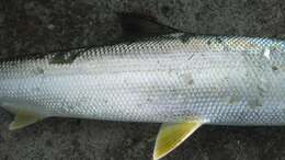 Image of Australian giant herring