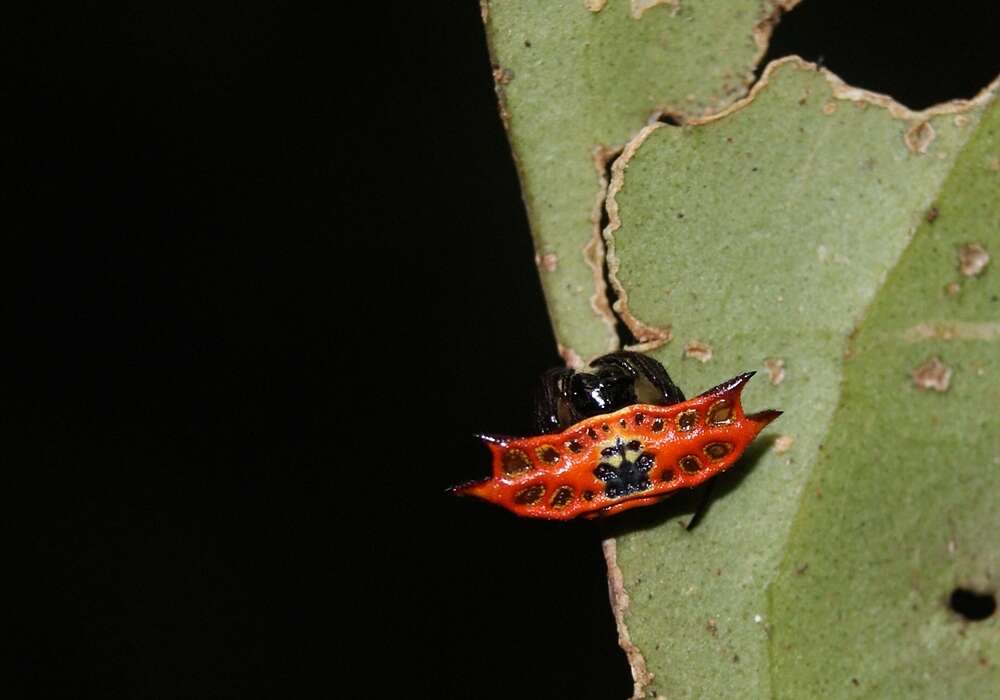 Image of Gasteracantha quadrispinosa O. Pickard-Cambridge 1879