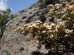 Image of Baeckea gunniana Schau. ex Walp.