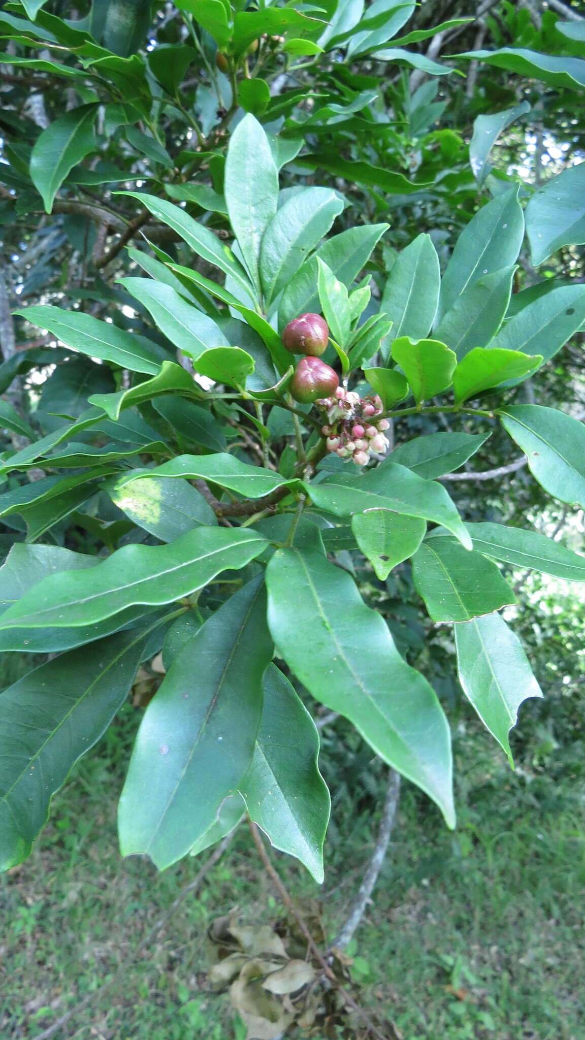 Image of Synoum glandulosum subsp. glandulosum