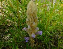 Image de Phelipanche arenaria (Borkh.) Pomel