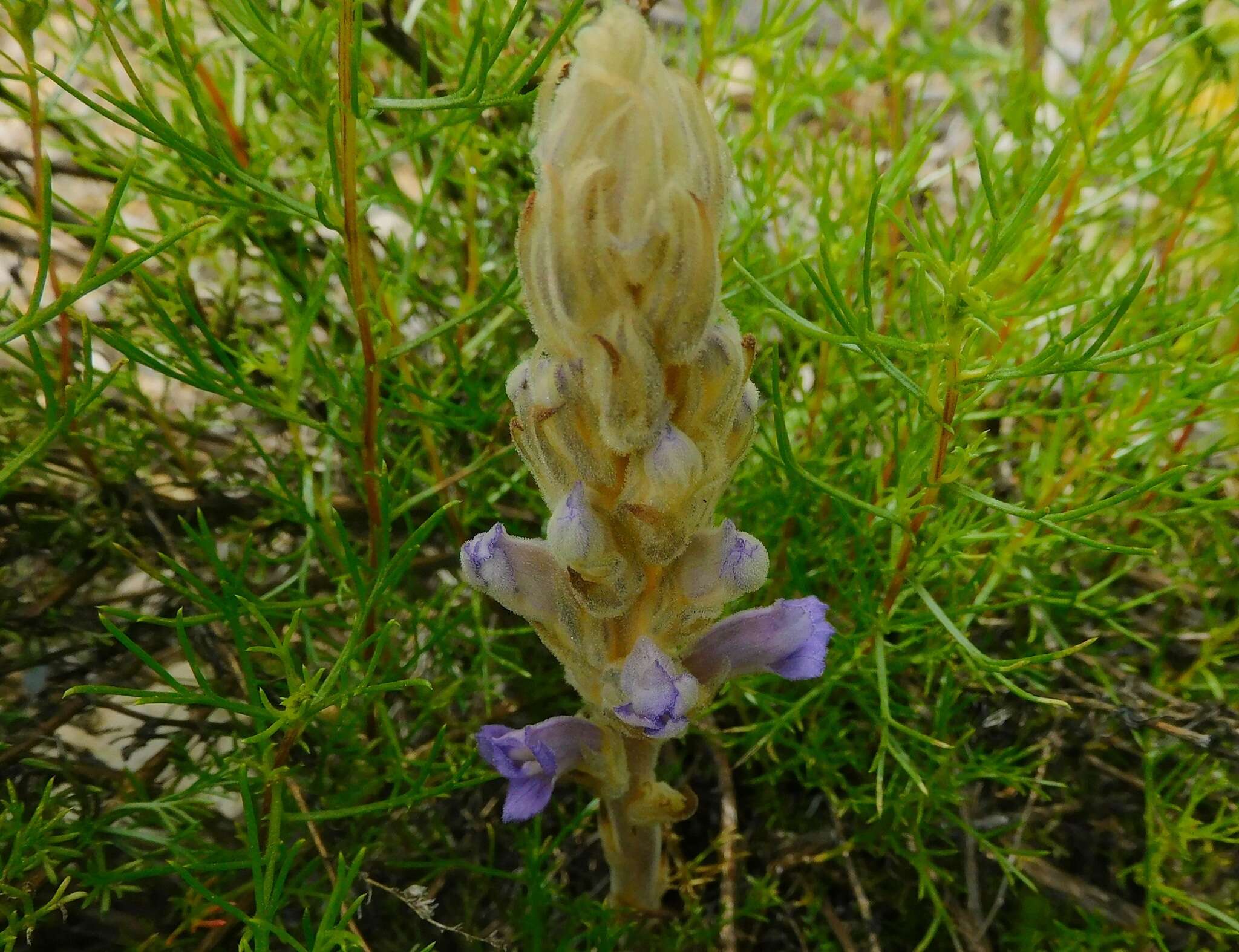 Слика од Phelipanche arenaria (Borkh.) Pomel