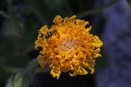 Image of rayless arnica