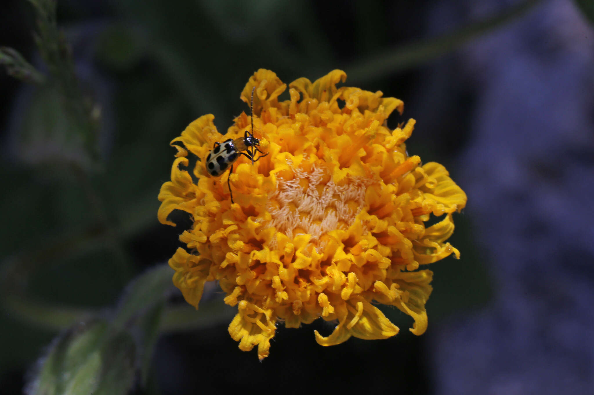 Image of rayless arnica