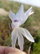 Imagem de Gladiolus vaginatus F. Bolus