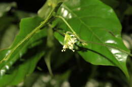 Image of Dalechampia heterobractea Armbr.