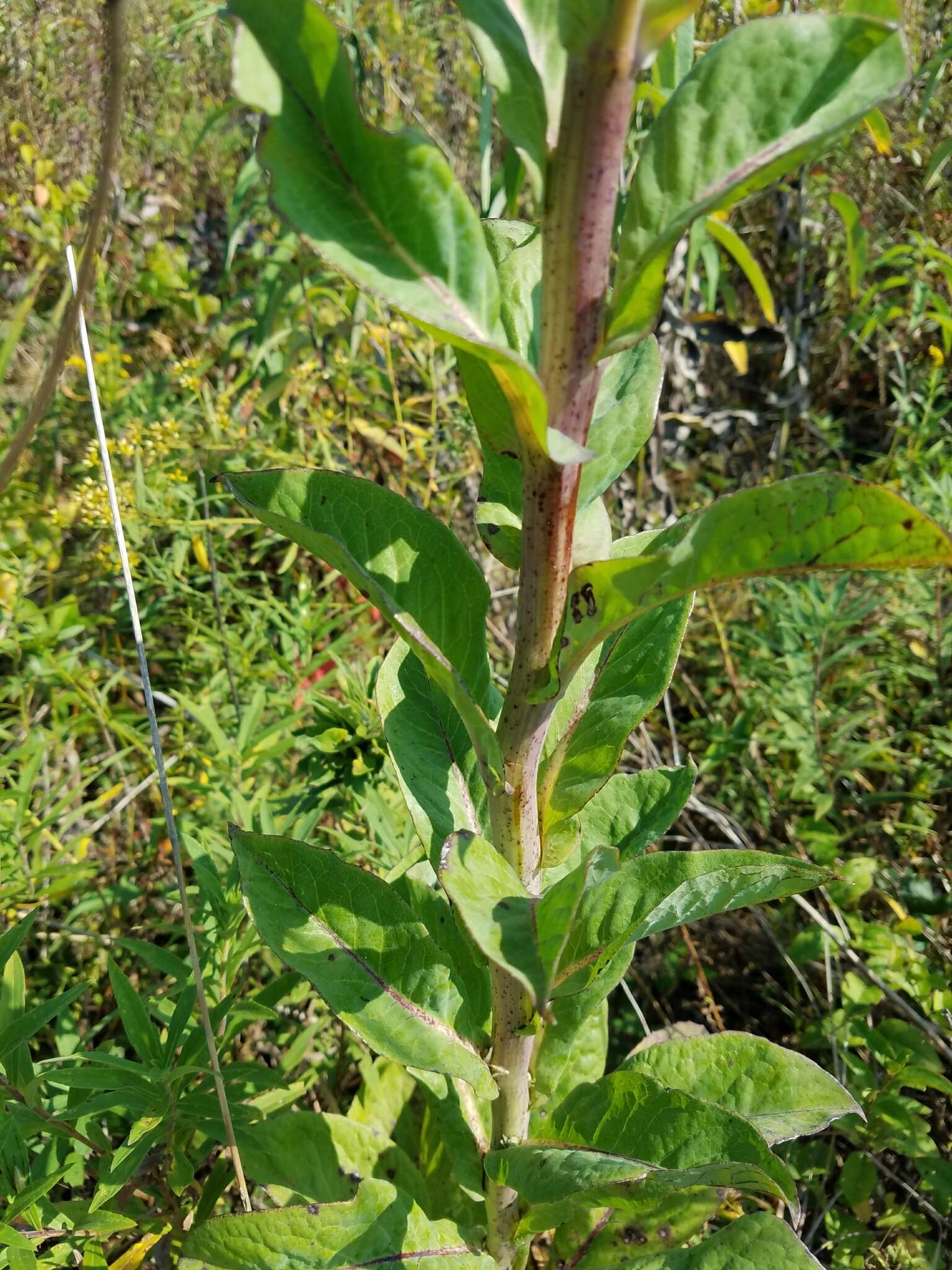 Image of Purple Rattlesnake-Root