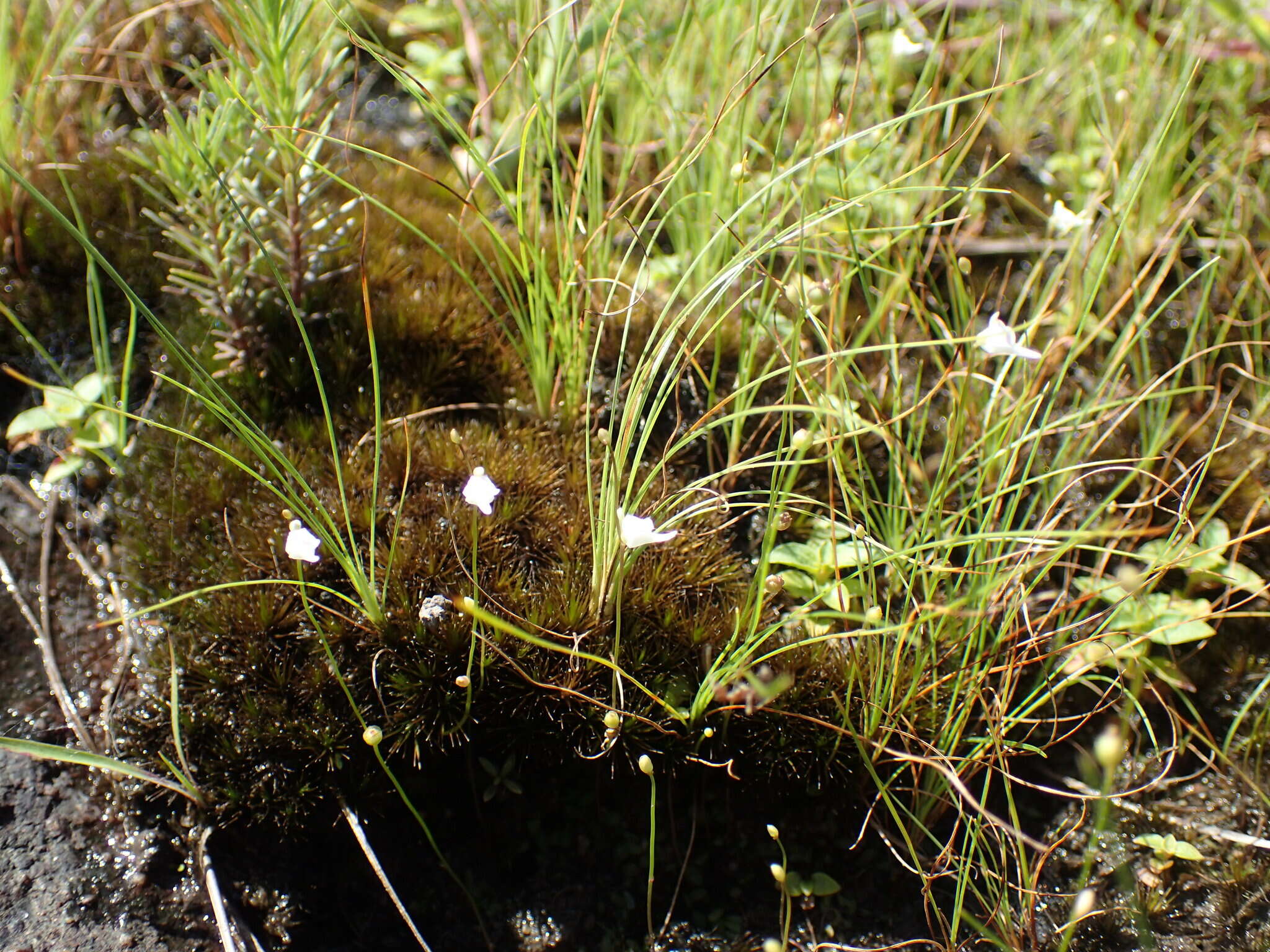 Image of Utricularia arenaria A. DC.