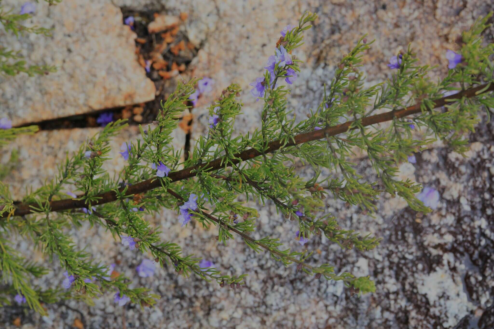 Image of Turpentine Mint-bush