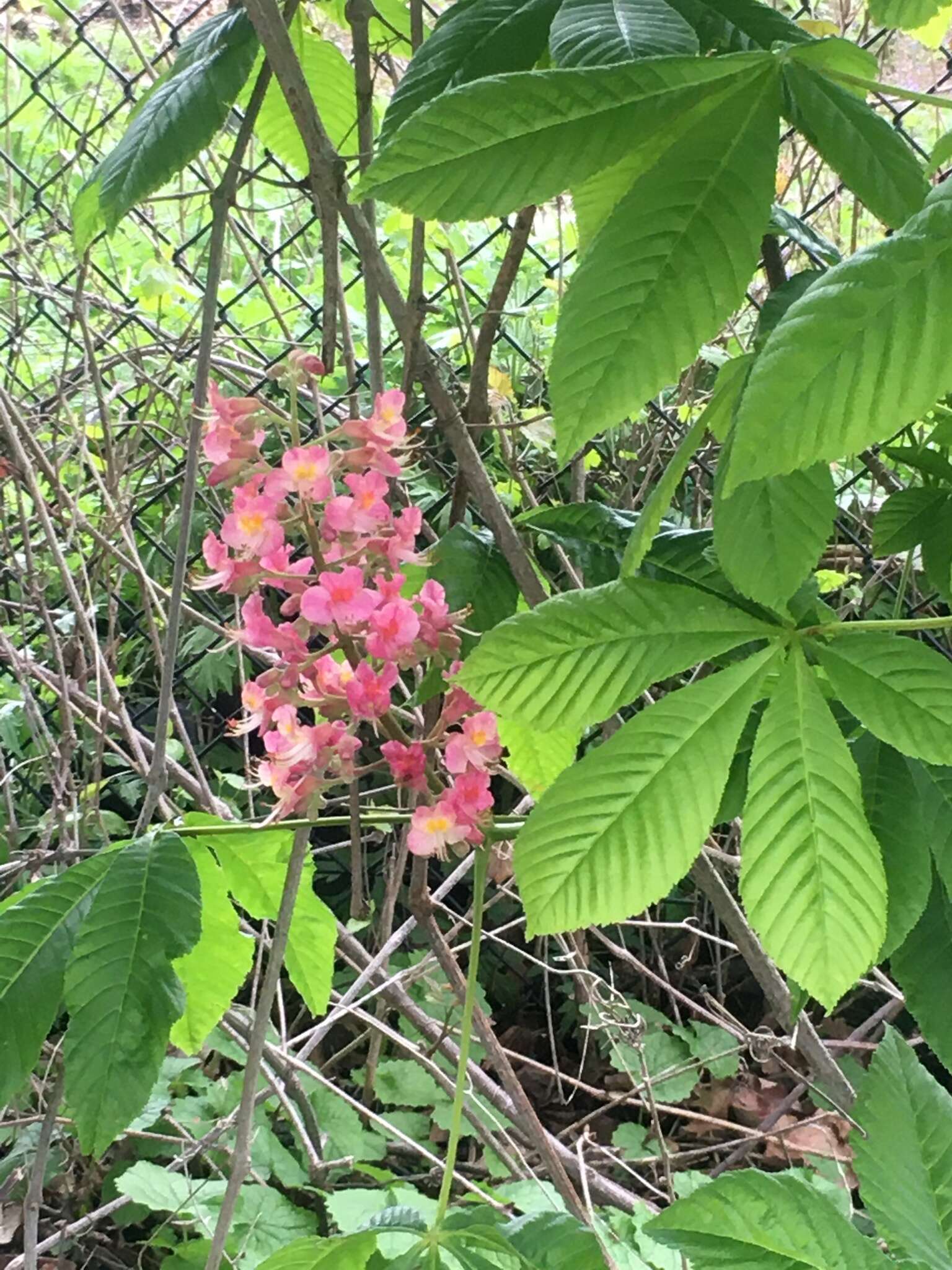 Image of red horse-chestnut