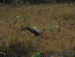 Image of Grey Junglefowl