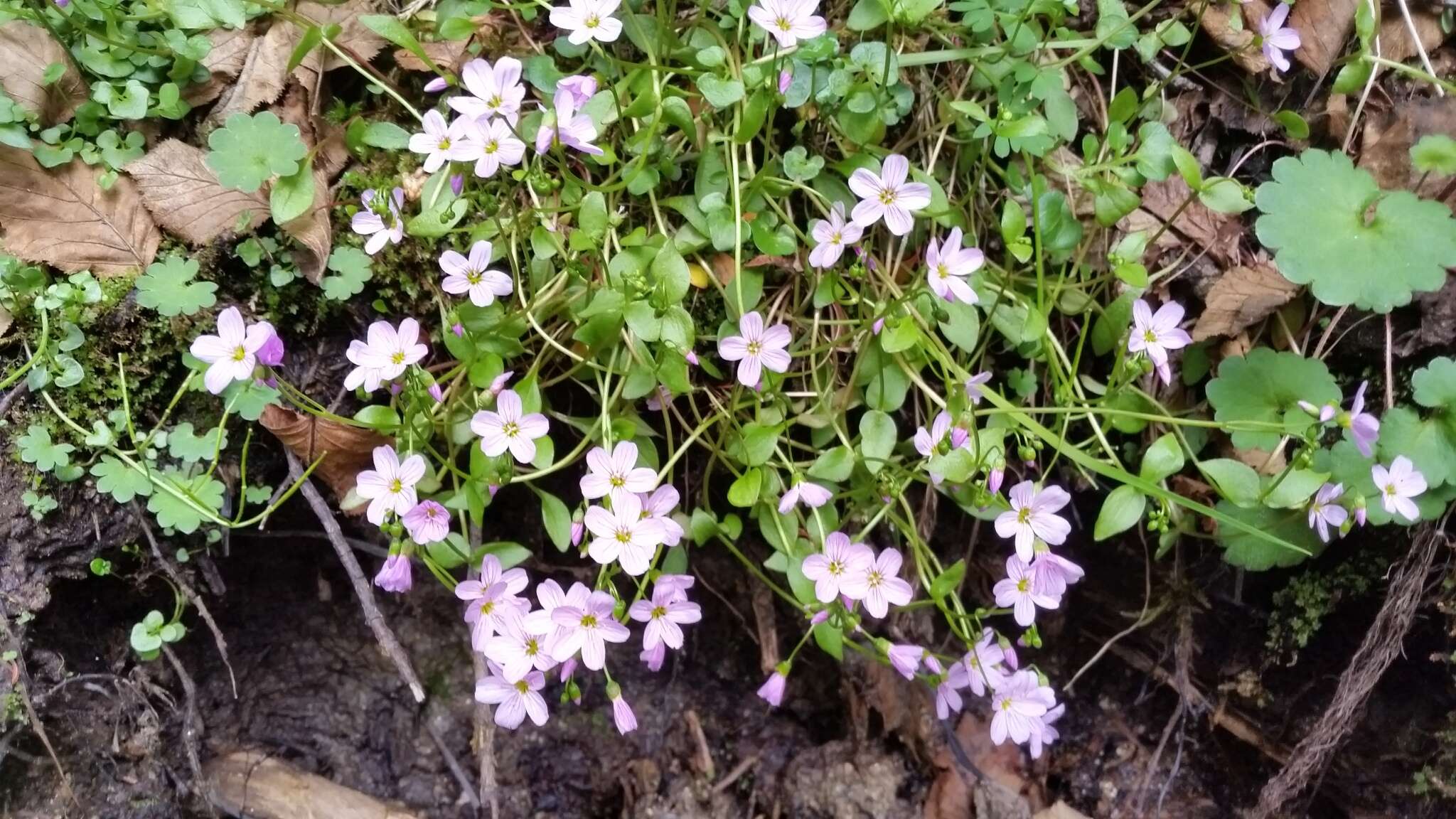 Claytonia sarmentosa C. A. Mey. resmi