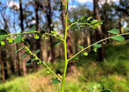 Image de Phyllanthus similis Müll. Arg.