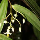 Image of Centradenia paradoxa (Kranzlin) F. Almeda