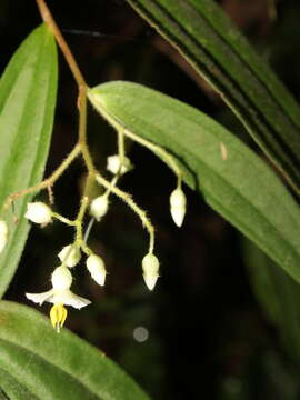 Слика од Centradenia paradoxa (Kranzlin) F. Almeda