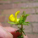 Image of Aspalathus chrysantha R. Dahlgren