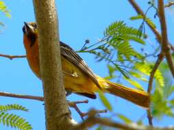 Image de Oriole à dos rayé