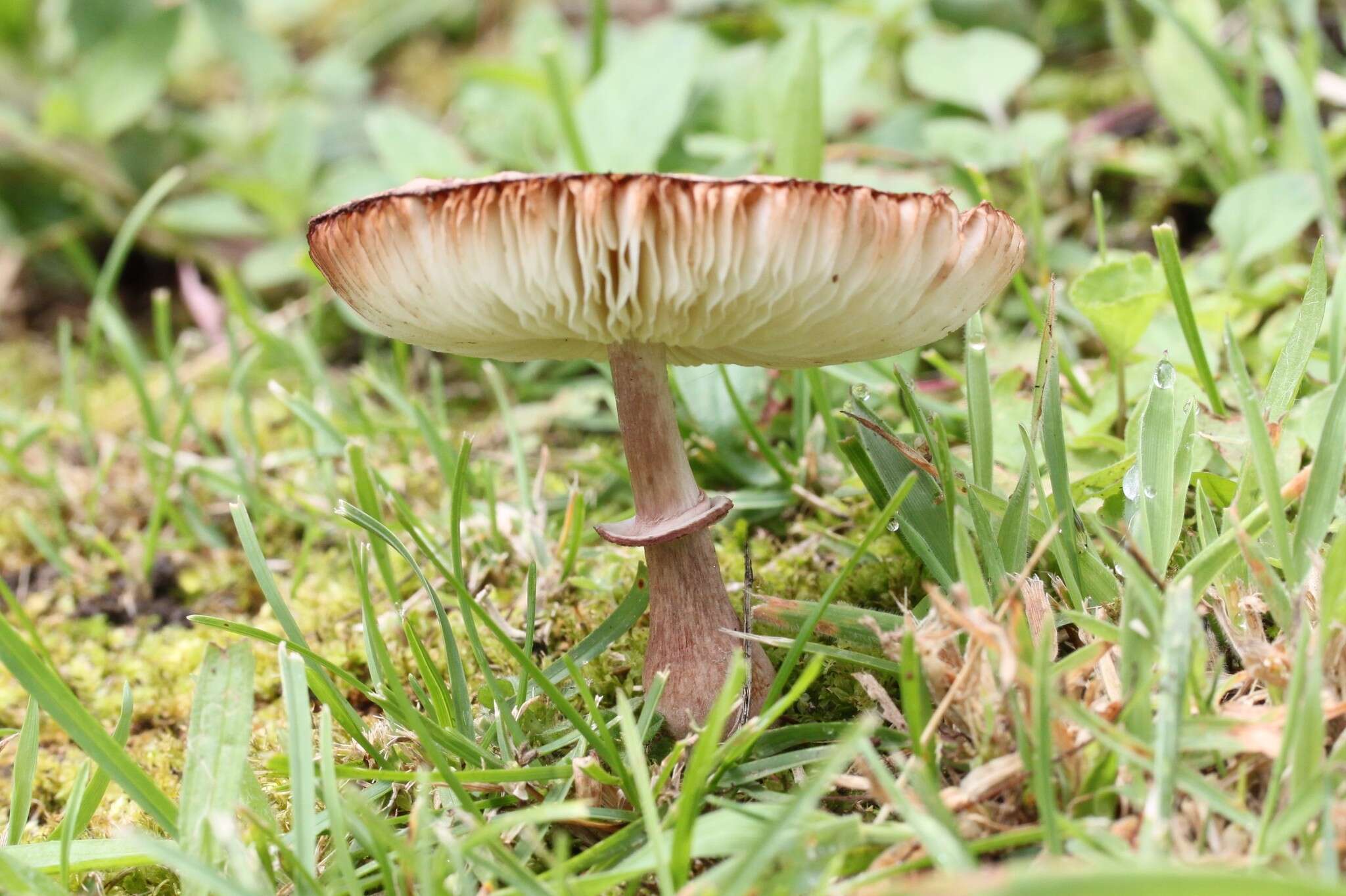 Image of Leucoagaricus americanus (Peck) Vellinga 2000