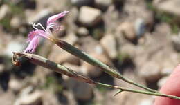 صورة Dianthus thunbergii Hooper