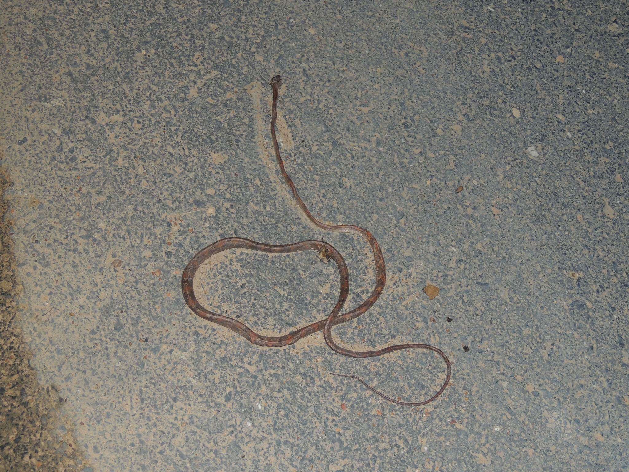 Image of Drapiez's Cat Snake
