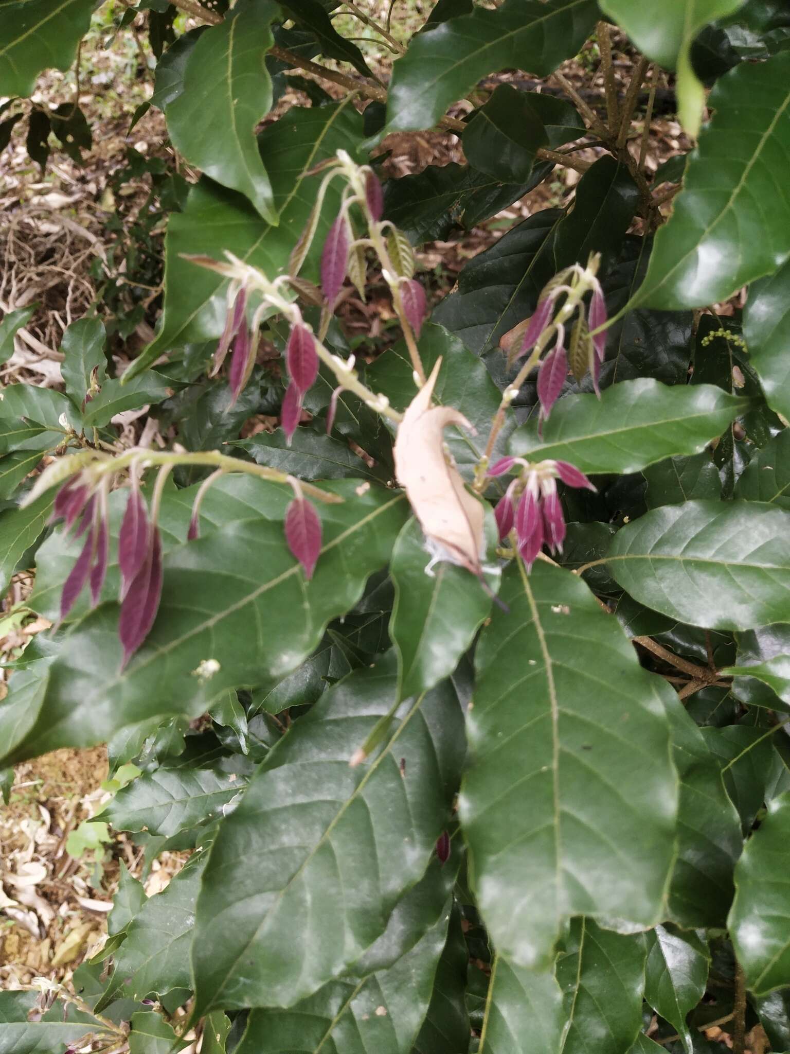 صورة Lithocarpus corneus (Lour.) Rehder