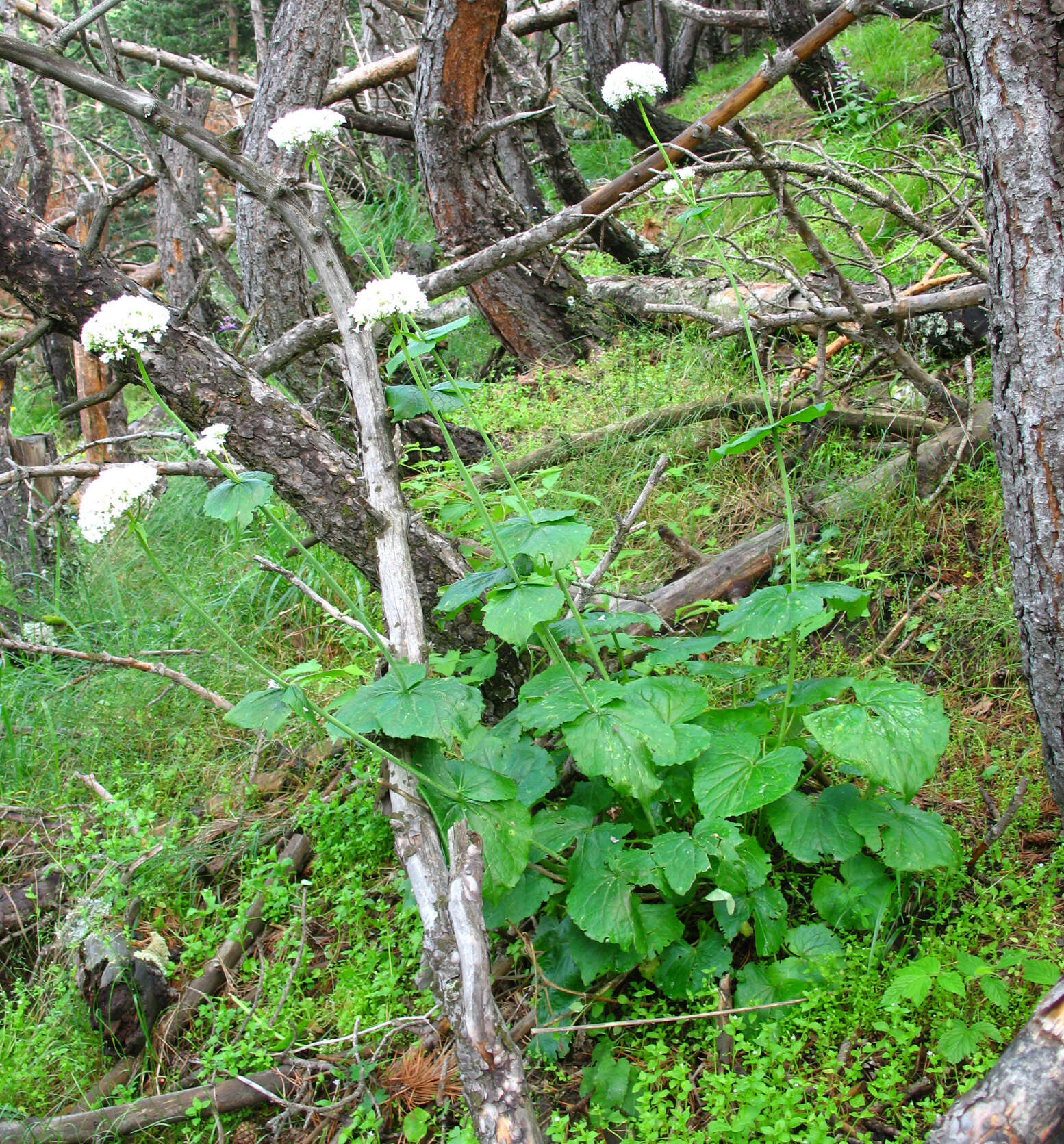 Image of Valeriana alliariifolia var. tiliifolia (Troitzk.) V. Avet.