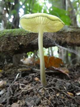 Image of Protoxerula flavo-olivacea (R. H. Petersen & Halling) R. H. Petersen 2010