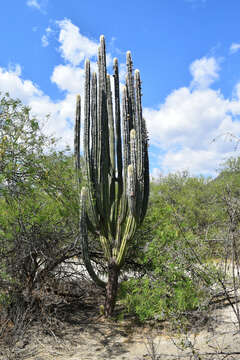 Imagem de Pilosocereus chrysacanthus (F. A. C. Weber) Byles & G. D. Rowley