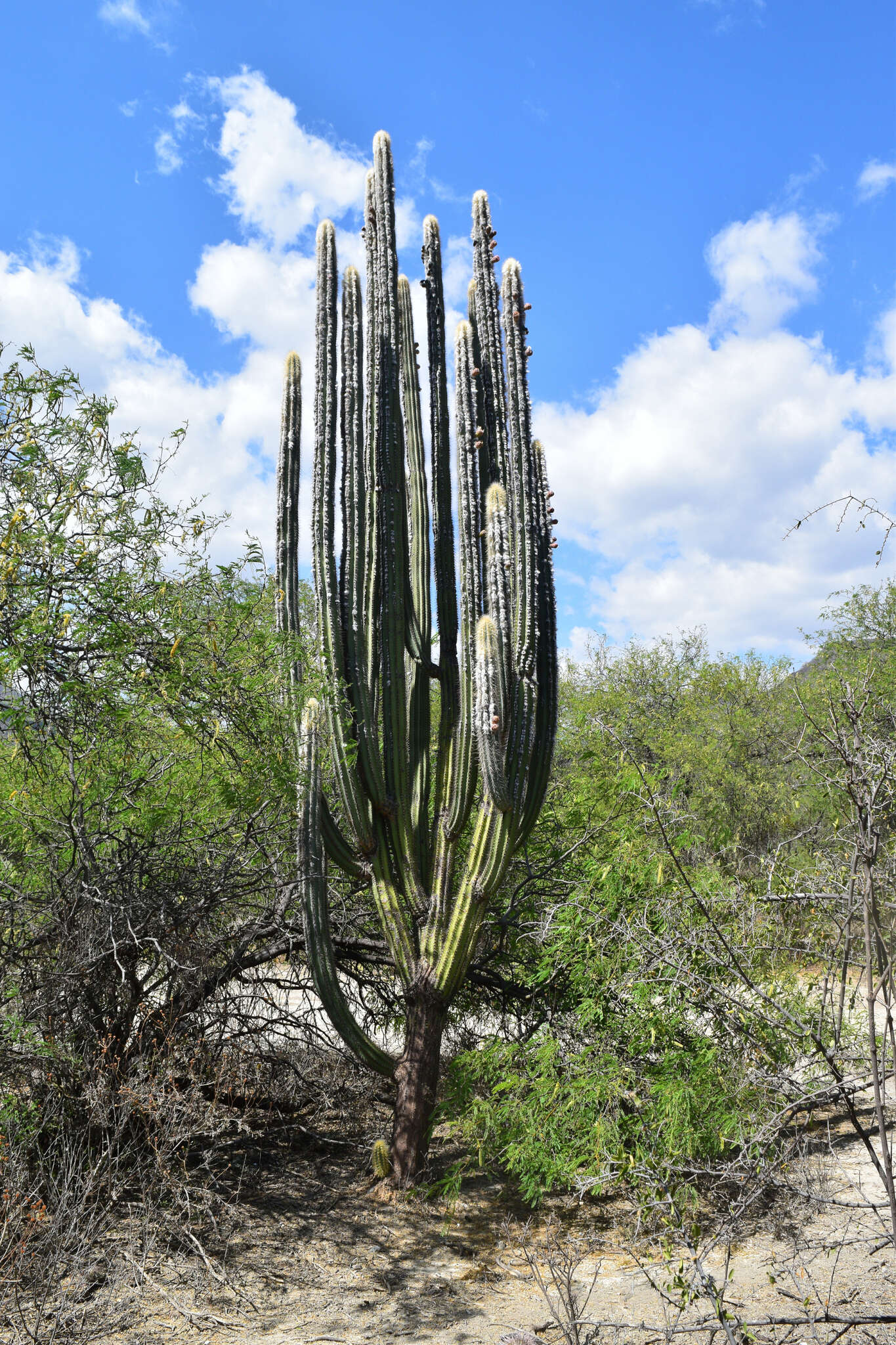 Imagem de Pilosocereus chrysacanthus (F. A. C. Weber) Byles & G. D. Rowley