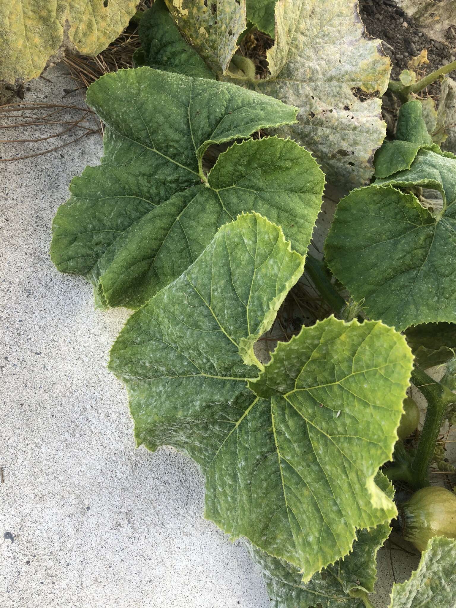 Image of Cucurbita maxima subsp. maxima