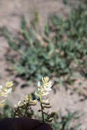 Sivun Astragalus lonchocarpus Torr. kuva