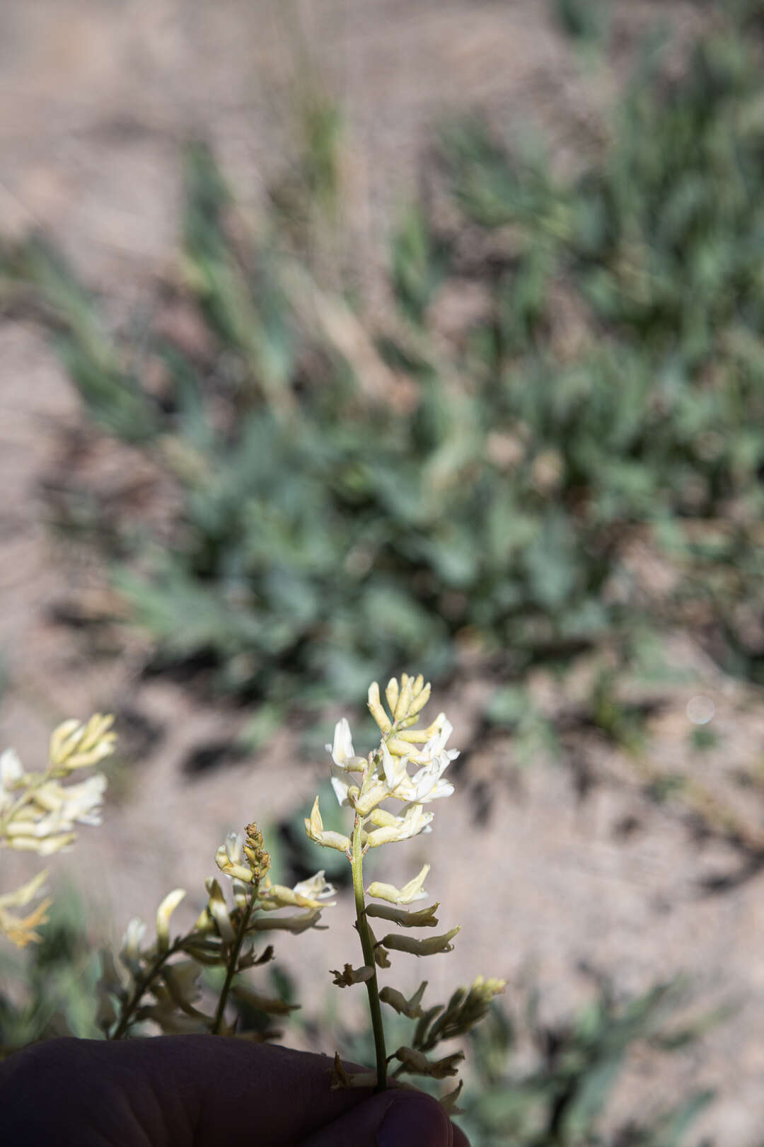 Imagem de Astragalus lonchocarpus Torr.