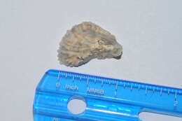 Image of Pacific cupped oyster
