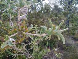 Image of Jacksonia floribunda Endl.