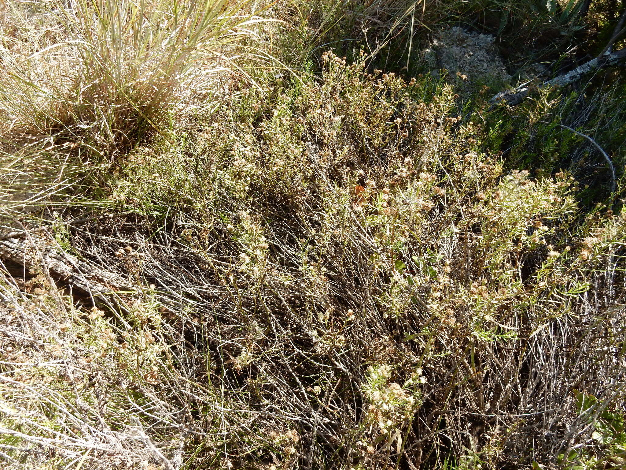 Image of prairie false willow