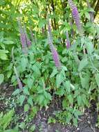 Image de Teucrium hircanicum L.