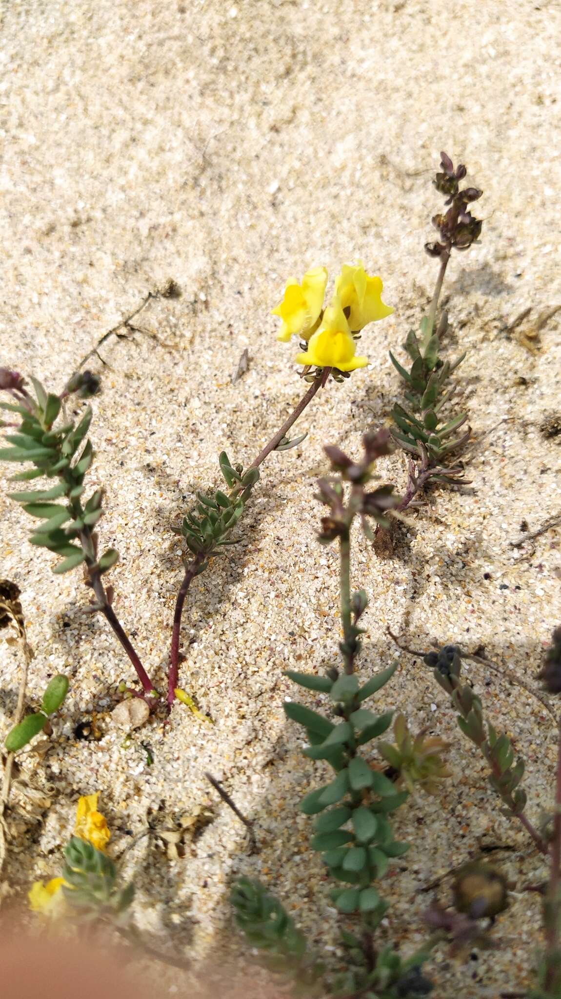 Plancia ëd Linaria polygalifolia subsp. polygalifolia