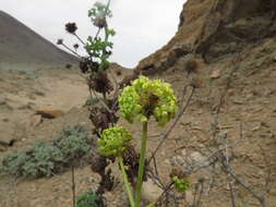 Image de Eremocharis fruticosa Phil.