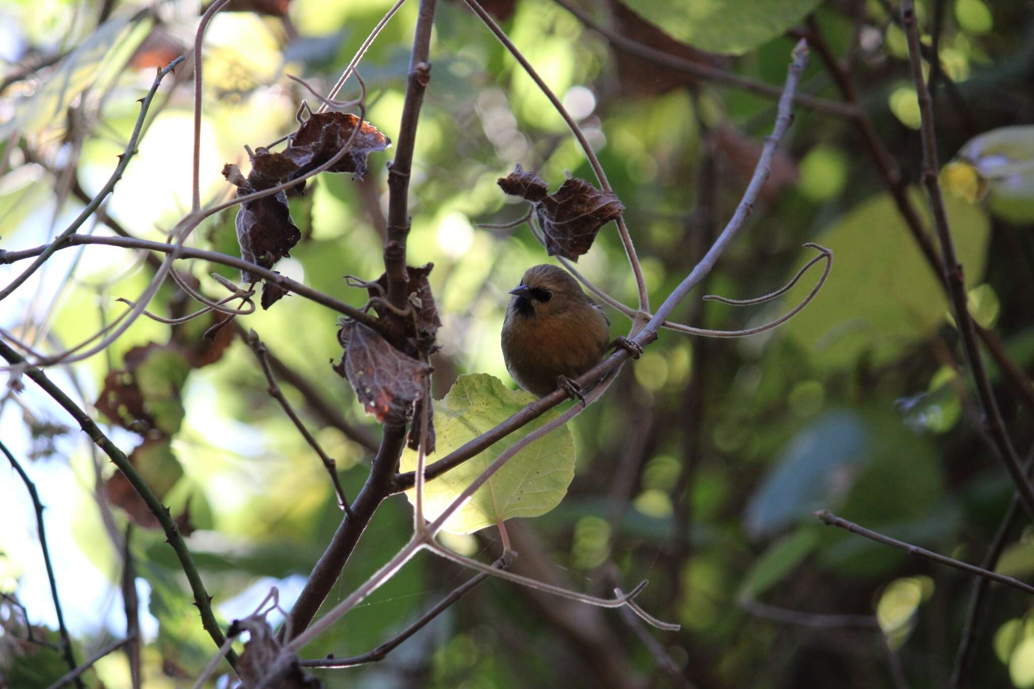 Image of Rufous Wren