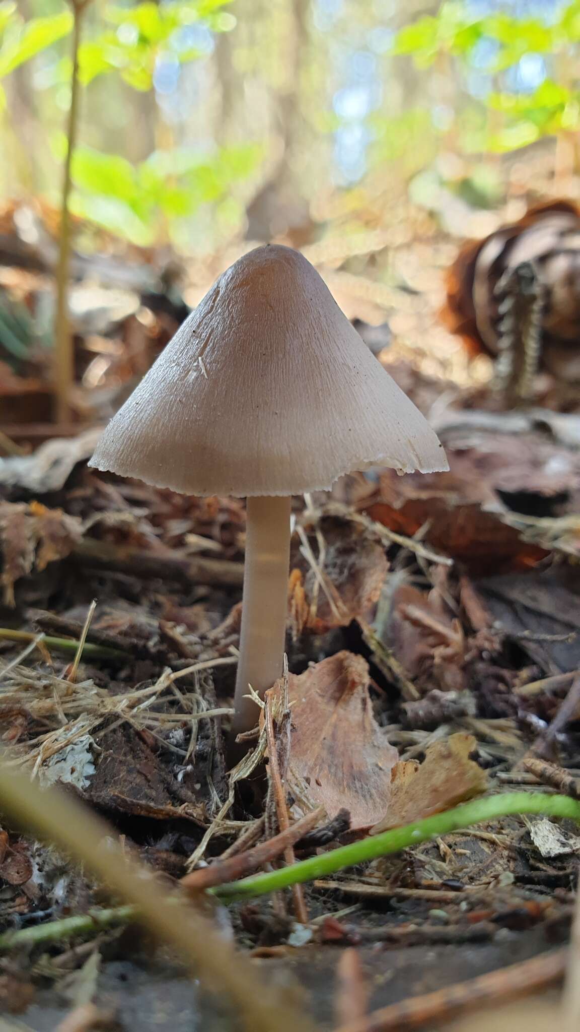 Image of Mycena plumipes (Kalchbr.) P.-A. Moreau 2003