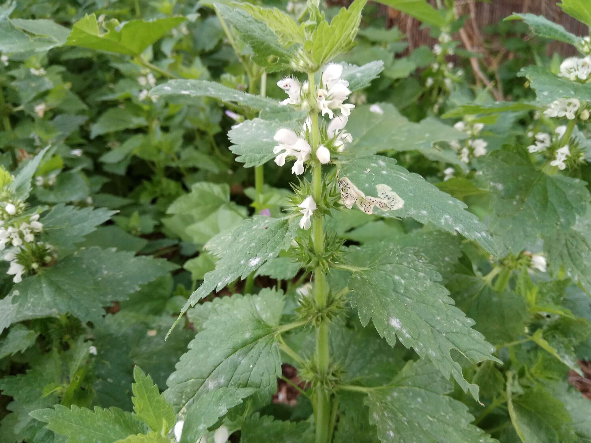 Image of Lamium moschatum Mill.