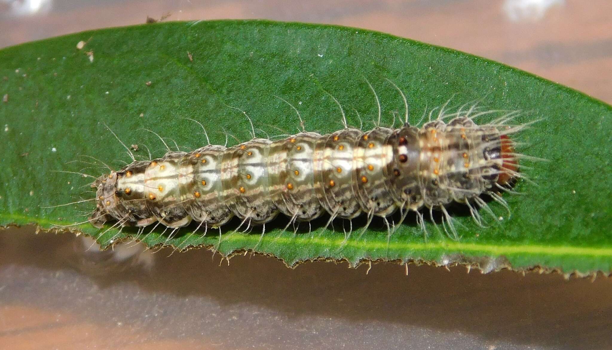 Image of <i>Sommeria spilosoma</i>