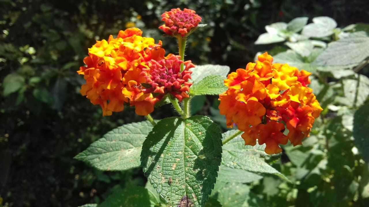 Image of Lantana horrida Kunth