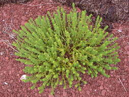 Plancia ëd Honckenya peploides subsp. robusta (Fern.) Hultén